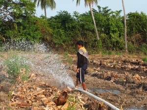 Irrigation d'une plantation de plantains 
